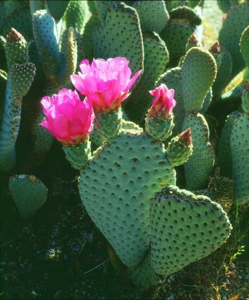 California, Anza-Borrego Desert Beavertail Cacti